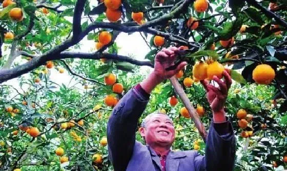 植物常识问题|柑橘树上有红蜘蛛打什么农药（柑橘红蜘蛛防治时间）