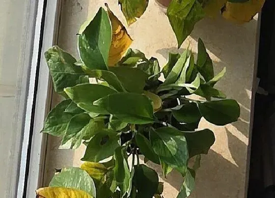植物常识问题|夏天如何预防花卉出现枯萎病