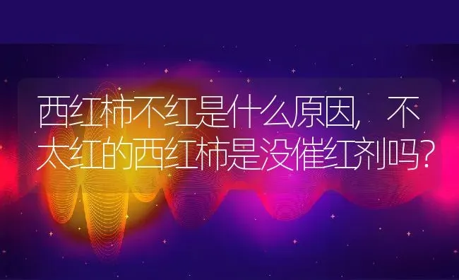 西红柿不红是什么原因,不太红的西红柿是没催红剂吗？ | 养殖常见问题