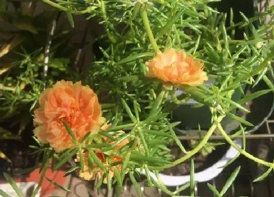 植物常识问题|太阳花冒新芽后怎么养护开花爆盆