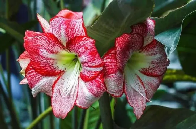 植物常识问题|怎么养护朱顶红容易开花