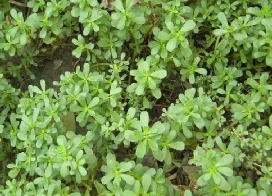 植物常识问题|马齿苋一年四季都可以种植吗 马齿苋什么时候种植最好