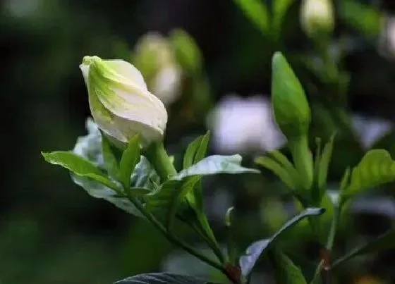 植物常识问题|十大开花最香的树图片 什么树开花又好看漂亮又香