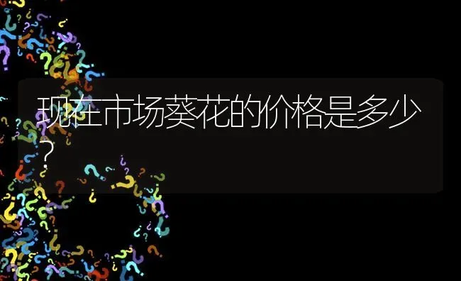 现在市场葵花的价格是多少? | 养殖问题解答