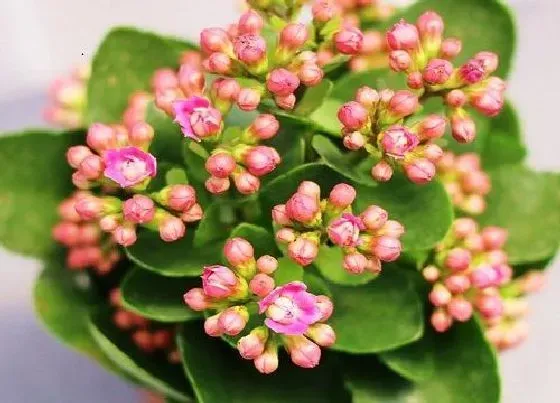 植物常识问题|长寿花的养护妙招  如何养长粗壮的枝干