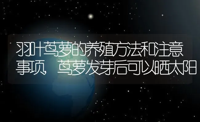 羽叶茑萝的养殖方法和注意事项,茑萝发芽后可以晒太阳 | 养殖常见问题