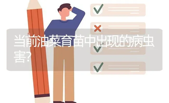 当前油菜育苗中出现的病虫害? | 养殖问题解答