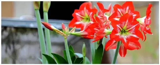 朱顶红开花后怎么养殖方法和注意事项 | 农业答疑