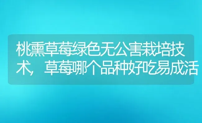 桃熏草莓绿色无公害栽培技术,草莓哪个品种好吃易成活 | 养殖常见问题