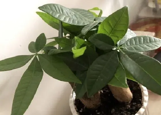 植物常识问题|家里种的十大吉树 家里种哪些树吉利