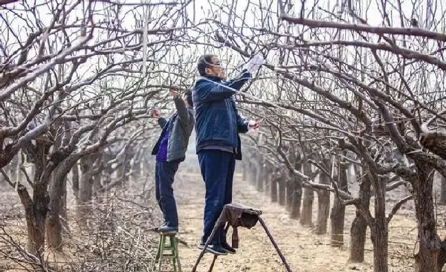 植物常识问题|果树如何保护能防寒过冬(冬季果树防冻保温措施 )