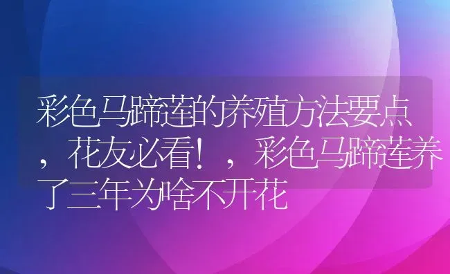 彩色马蹄莲的养殖方法要点,花友必看!,彩色马蹄莲养了三年为啥不开花 | 养殖常见问题