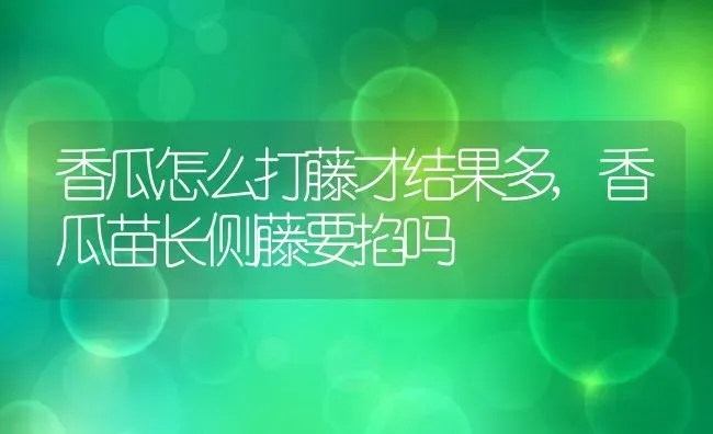 香瓜怎么打藤才结果多,香瓜苗长侧藤要掐吗 | 养殖常见问题