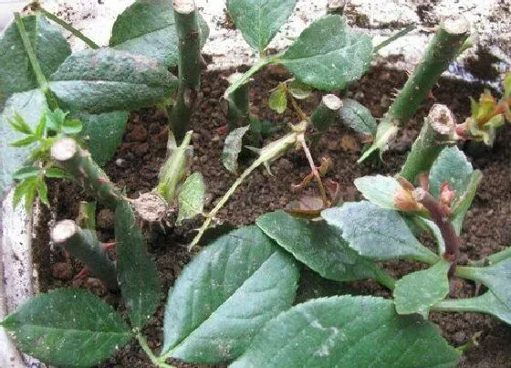 植物常识问题|月季花什么时候扦插好活（几月份扦插月季生根快成活率高）