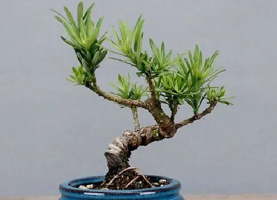 植物常识问题|家里种的十大吉树 家里种哪些树吉利