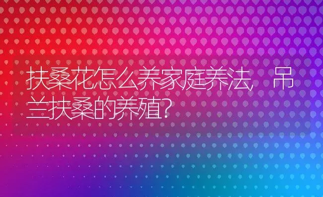 扶桑花怎么养家庭养法,吊兰扶桑的养殖？ | 养殖常见问题