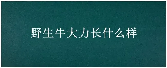 野生牛大力长什么样 | 农业问题