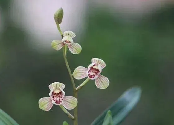 植物常识问题|建兰品种