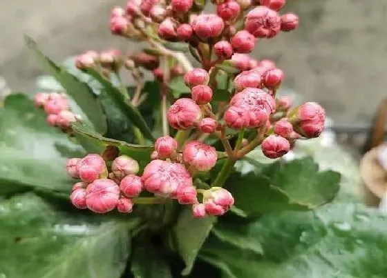 植物常识问题|长寿花的养护妙招  如何养长粗壮的枝干