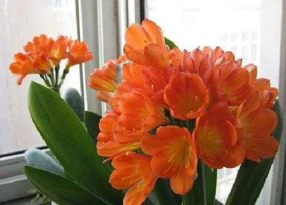 植物常识问题|夏季养君子兰需要警惕什么