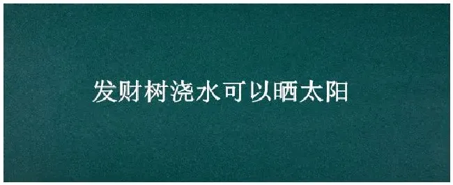 发财树浇水可以晒太阳 | 三农问答