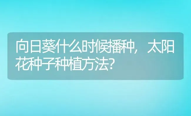 向日葵什么时候播种,太阳花种子种植方法？ | 养殖常见问题