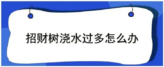 招财树浇水过多怎么办 | 农业问题