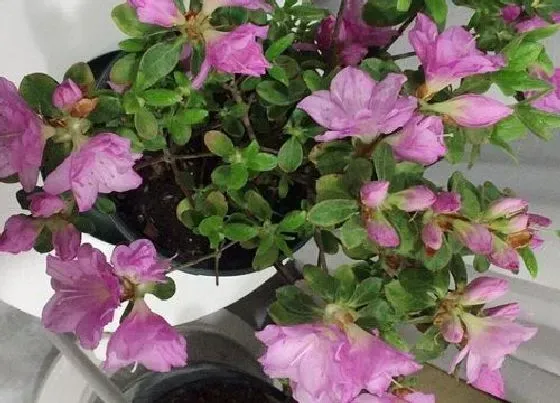 植物常识问题|杜鹃花在北方如何更好的养护
