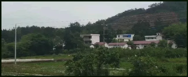 水蛇苗多少钱一斤 | 生活常识