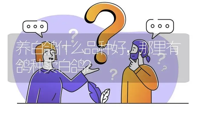 养白鸽什么品种好,那里有鸽种卖白鸽? | 养殖问题解答