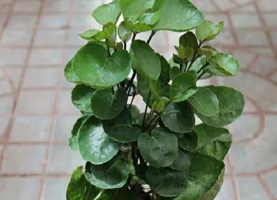 植物常识问题|家里种的十大吉树 家里种哪些树吉利