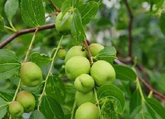 植物常识问题|家里种的十大吉树 家里种哪些树吉利