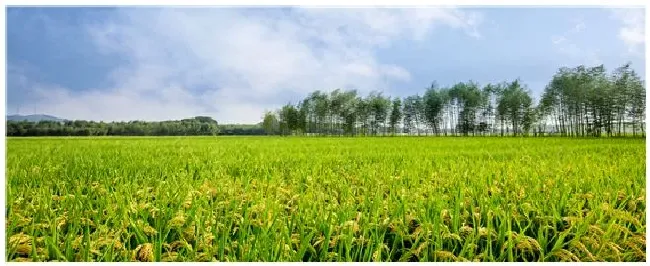 水稻打多效唑防倒伏最佳时期 | 农业常识