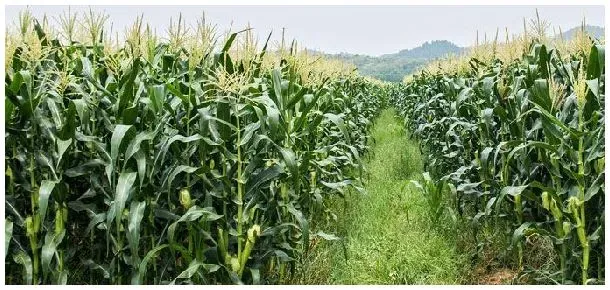 登海679玉米种介绍 | 农业答疑