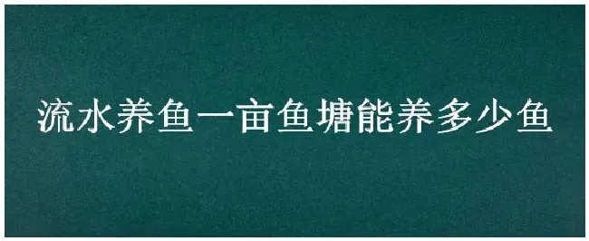 流水养鱼一亩鱼塘能养多少鱼 | 三农问答