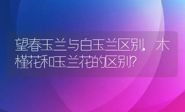 望春玉兰与白玉兰区别,木槿花和玉兰花的区别？ | 养殖常见问题