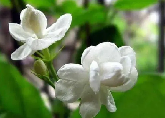 植物常识问题|十大开花最香的树图片 什么树开花又好看漂亮又香