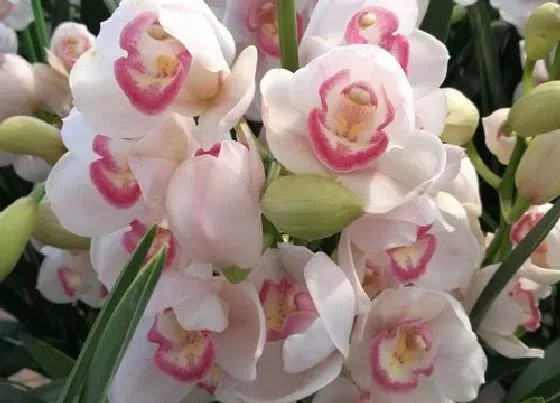植物常识问题|兰花盆土里有虫子怎么办