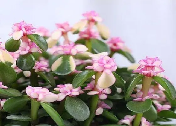植物常识问题|金枝玉叶怎么养分分钟爆盆