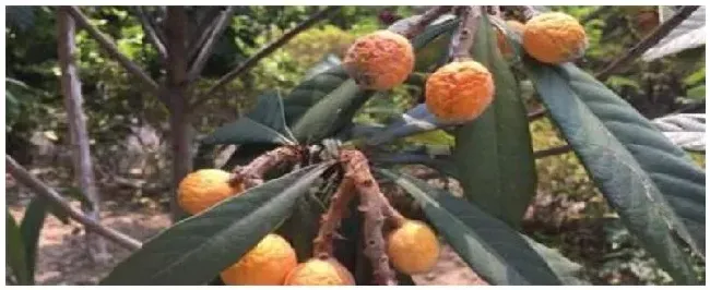 枇杷树几年可以挂果 | 三农问答