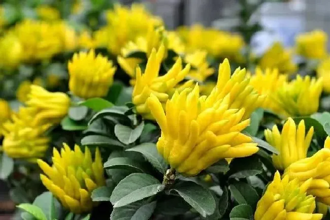 植物常识问题|佛手养在家里好不好