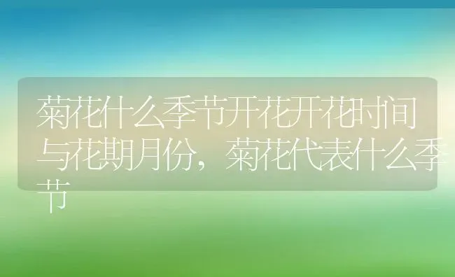 菊花什么季节开花开花时间与花期月份,菊花代表什么季节 | 养殖常见问题