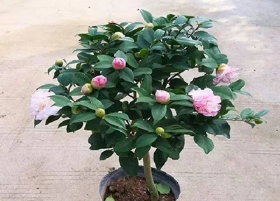 植物常识问题|四季茶花叶子干枯是什么原因（茶花叶子干尖枯枝问题处理）