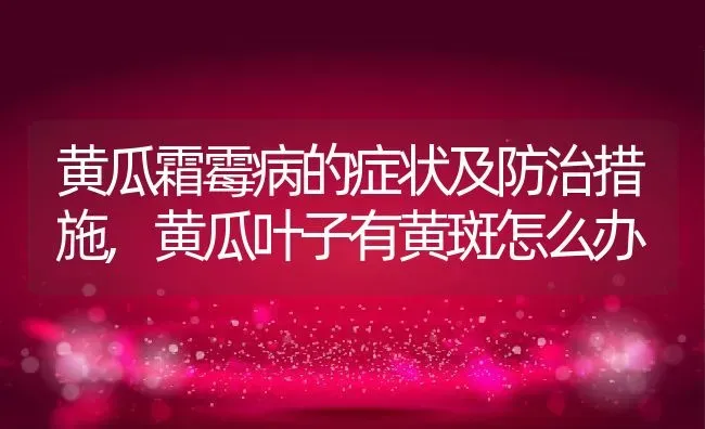 黄瓜霜霉病的症状及防治措施,黄瓜叶子有黄斑怎么办 | 养殖常见问题