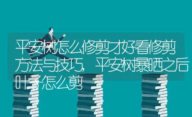 平安树怎么修剪才好看修剪方法与技巧,平安树暴晒之后叶子怎么剪 | 养殖常见问题