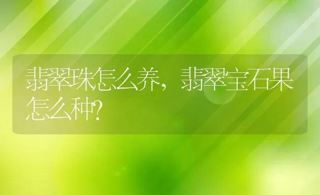 翡翠珠怎么养,翡翠宝石果怎么种？ | 养殖常见问题