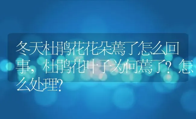 冬天杜鹃花花朵蔫了怎么回事,杜鹃花叶子为何蔫了?怎么处理？ | 养殖常见问题