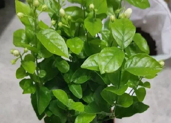 植物常识问题|养花放在散光处是什么意思（适合散光地方养殖的植物）