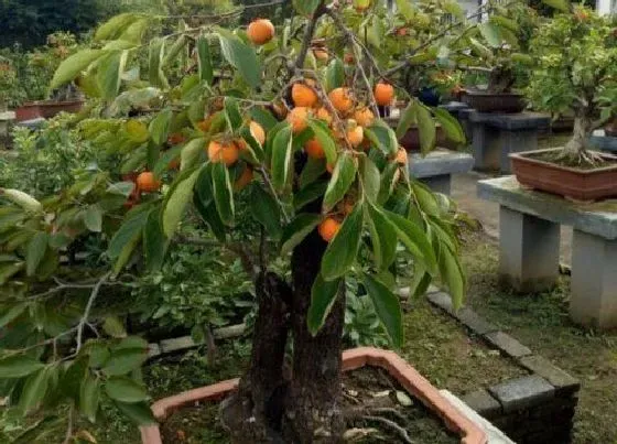 植物常识问题|家里种的十大吉树 家里种哪些树吉利