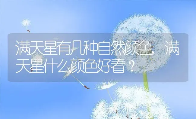 满天星有几种自然颜色,满天星什么颜色好看？ | 养殖常见问题